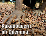 Kakaobauer streicht über getrocknete Kakaobohnen