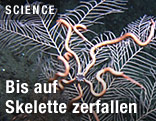 Ein auf das Skelett reduzierter Seefächer mit Schlangenseesternen