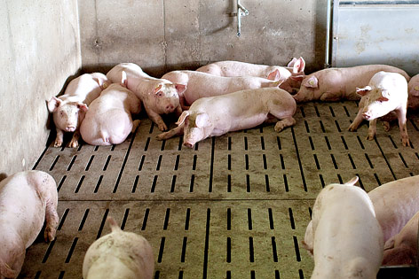 Mehrere Schweine liegen in einem Mastbetrieb auf dem Boden