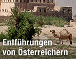 Kamel und historisches Gebäude in der jemenitischen Wüste
