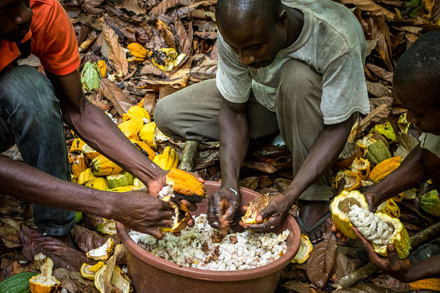 Kakaobauern in der Elfenbeinküste