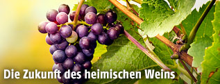 Rote Weinrebe