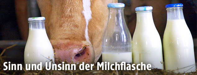 Milchflaschen vor Kuh